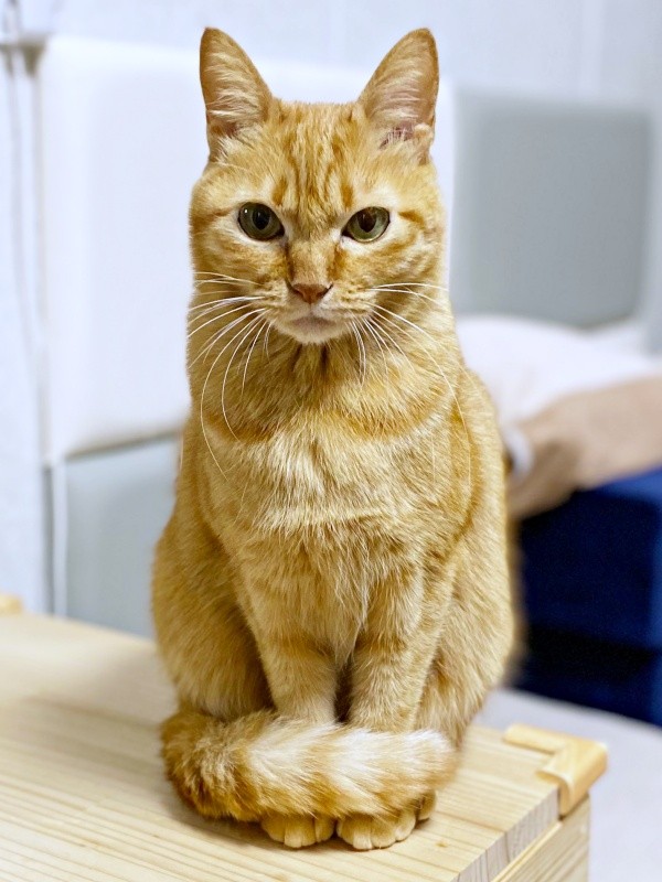 端正な顔立ちと甘えん坊なところが愛らしいつぶちゃん（画像提供：つぶさん）