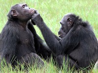 チンパンジーが「薬」を使ってケガを治す？　研究者がアフリカで見た不思議な行動