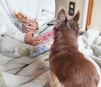 息子さんが食べるパン目当てに寄ってくるように