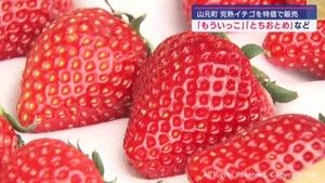 甘いイチゴが２割安！　やまもと夢いちごの郷「ふれあい市」　宮城・山元町