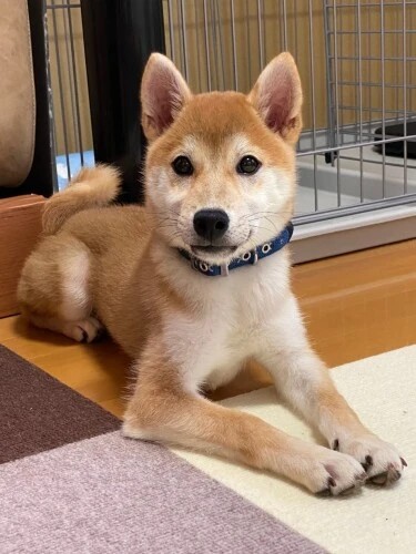 家にきたころの「忠相（ただすけ）」