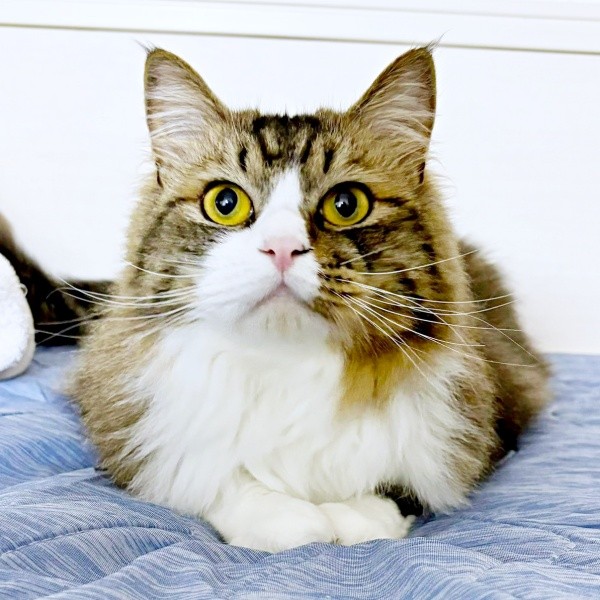 お出かけする飼い主さんを見送るけだまちゃん（画像提供：けだまちゃんさん）