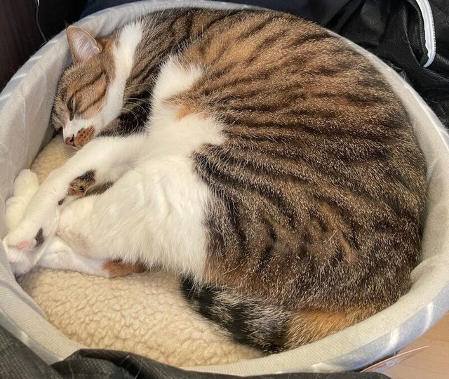 丸まってすやすや眠るごまくん（画像提供：もへいさん）