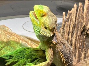 まいのすけころころ丸