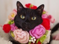 黒猫だって、こんなにきれいに撮れるのよ