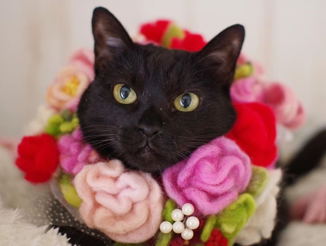 黒猫だって、こんなにきれいに撮れるのよ