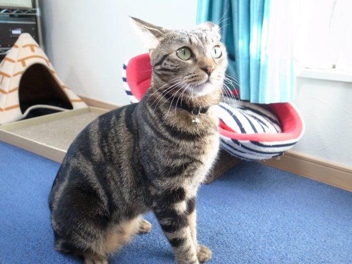 勇ましい名前をもらった「直虎」