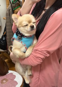 自分から散歩に行きたいって言ったのに寝たふりをするてんくん（提供：てん（６）さん）