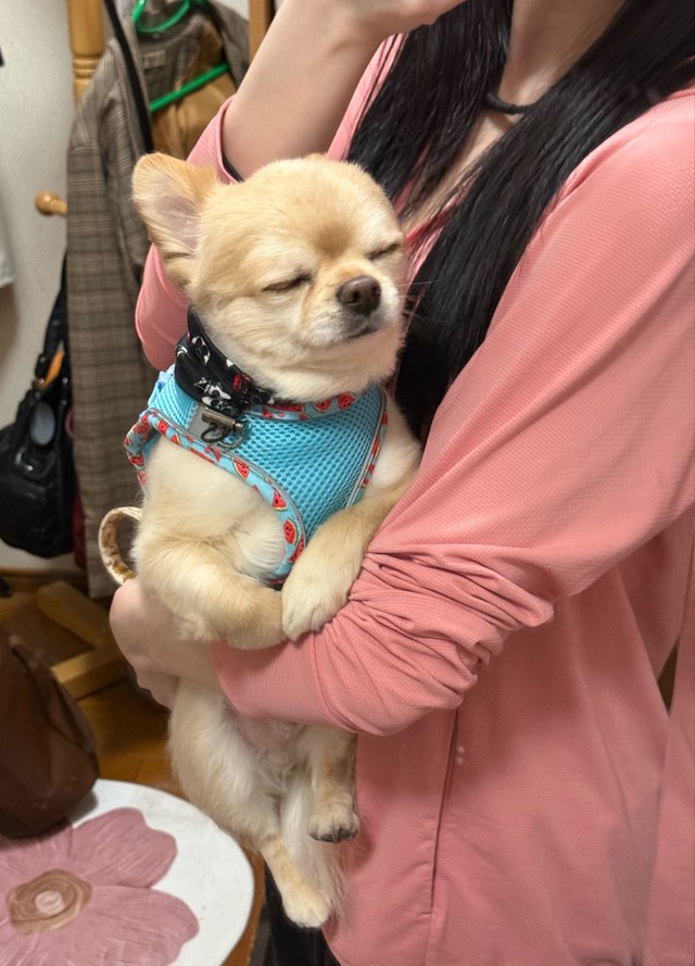 自分から散歩に行きたいって言ったのに寝たふりをするてんくん（提供：てん（６）さん）