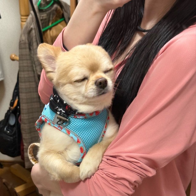 自分から散歩に行きたいって言ったのに寝たふりをするてんくん（提供：てん（６）さん）