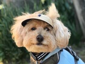 おしゃれで目も守れて一石二鳥　帽子をかぶりお散歩を楽しむトイプードル「CoCo」