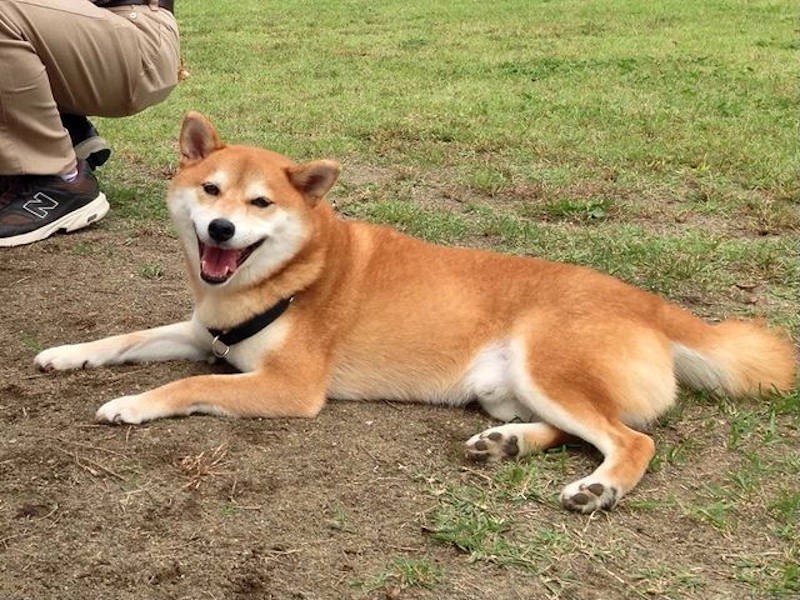 野原にいると、本当にいいお顔を見せてくれるムクくんです