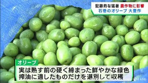 記録的な猛暑の影響　宮城県ではオリーブ豊作マツタケ不作