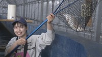 「DCJサーモン」を網で捕まえる生徒　香川・多度津町