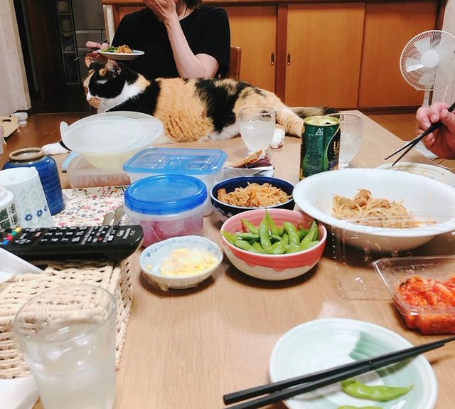 家族も猫も。みなで食卓を囲んだ実家の風景（画像提供：相澤いくえさん）