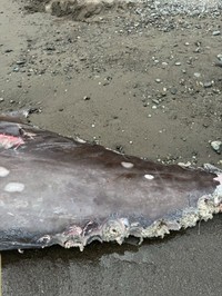 サメに傷付けられた跡。人為的なものとは異なるのがわかる（勇魚屋さん提供）