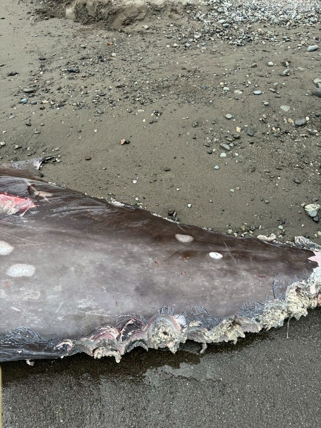 サメに傷付けられた跡。人為的なものとは異なるのがわかる（勇魚屋さん提供）