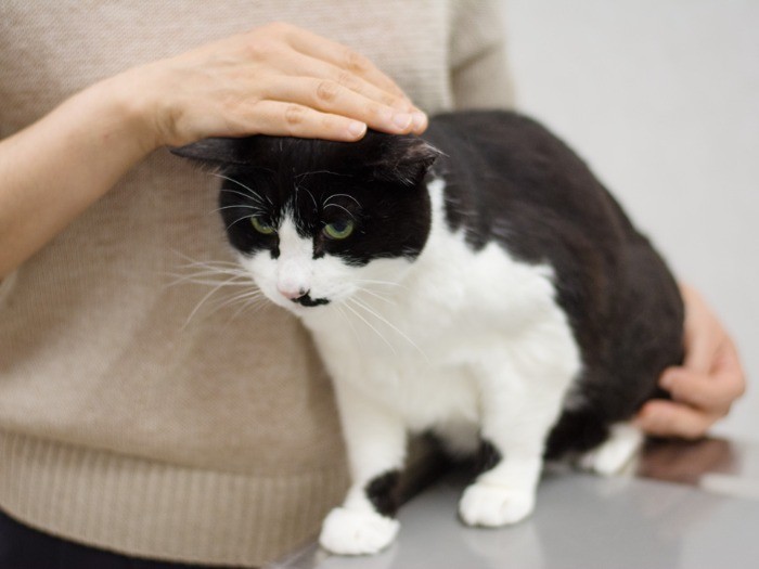 「診察台は居心地悪い。帰りに鯛焼き買ってくれるの」（小林写函撮影）