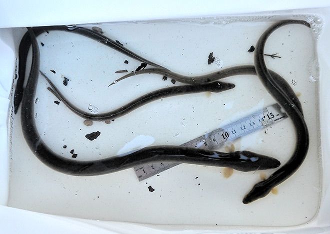 Survey: Japanese eels inhabit more Hokkaido rivers than thought