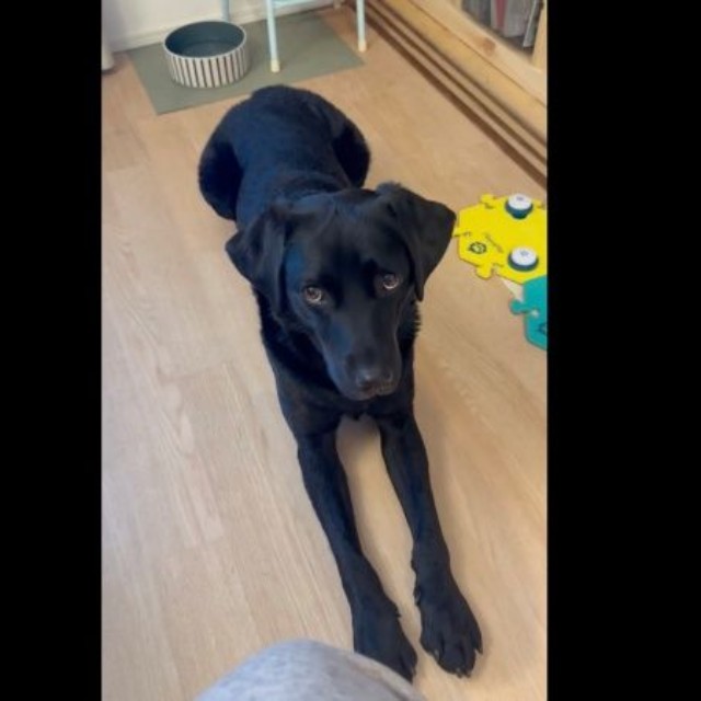 床に伏せをしてパパを見つめるうぶちゃん（画像提供：うぶ UBU ラブラドールレトリバーさん）