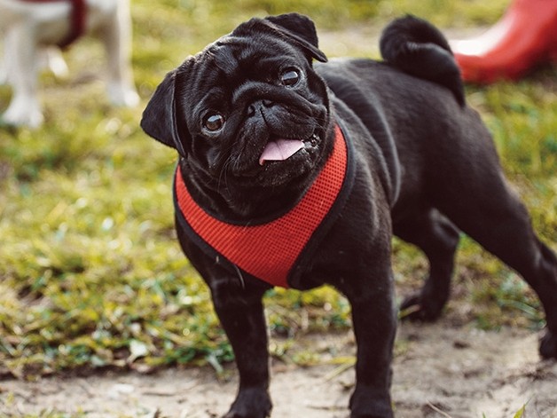「雨の日も愛犬と散歩」飼い主の５割以上　問題は犬の足の汚れ
