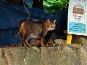 宮崎、地域猫活動が活発化　野良猫急増やエサやりなどの課題も