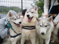 皆で記念撮影！「左がノエルちゃん、真ん中が福丸、右がビビちゃんです」（飼い主さん）（画像提供：ふくまる＋ぶな＝さん）