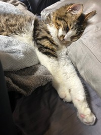 飼い主さんと毎日一緒に寝るほたてくん（提供：ほたてくんさん）