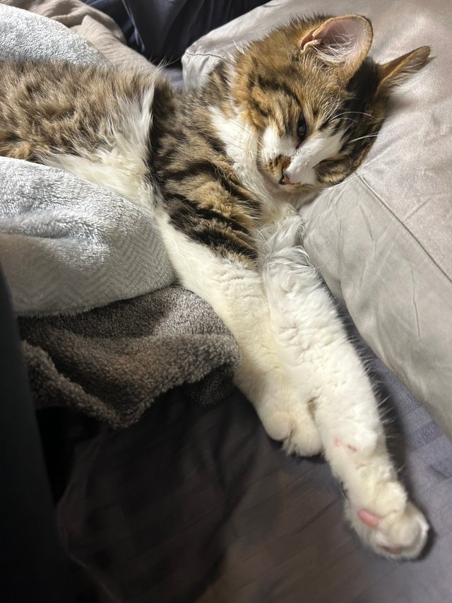 飼い主さんと毎日一緒に寝るほたてくん（提供：ほたてくんさん）