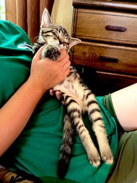 生後1カ月のころ、娘さんに抱かれて眠るぜんちゃん（画像提供：お母ちゃん こてつ ぜんさん）