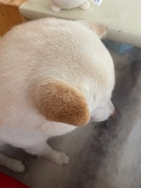 愛おしいお耳（提供：たまgo（白柴ゆき）さん）