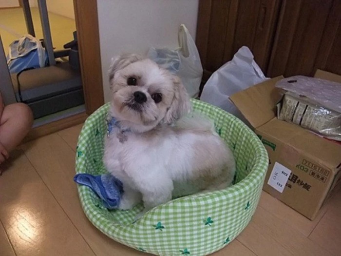 家にきたころの「カンペイ」