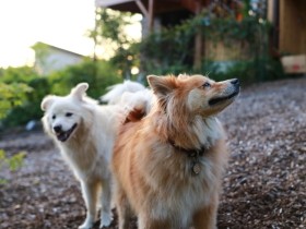 犬が言うことを聞いてくれない？　逆の立場だったらどう思う？