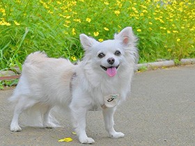 突然家を脱走？　大好きなパパが帰ったきたことに気づき　迎えにいったチワワ「ココ」