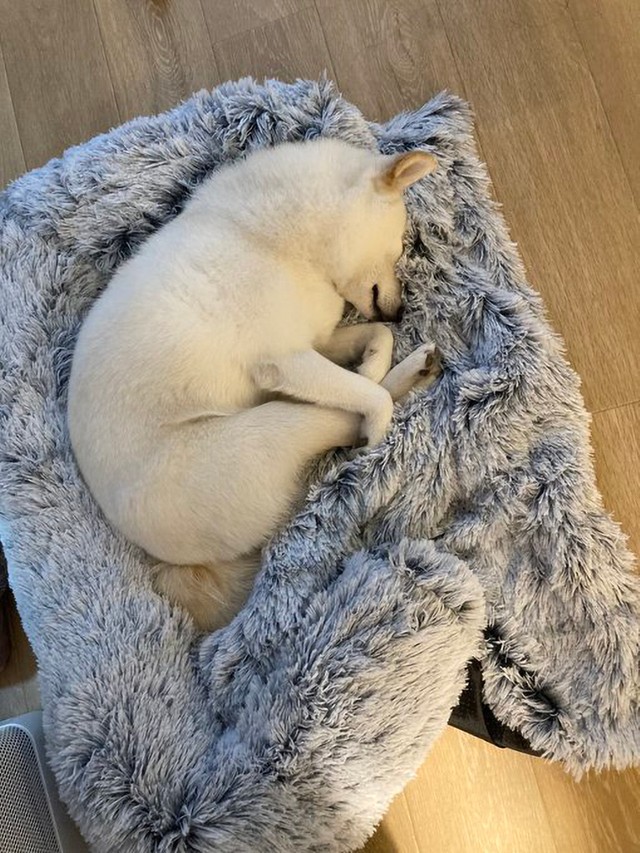 飼い主さんいわく「プールに飛び込むみたいな格好で寝てる」ゆきみちゃん（画像提供：柴犬ゆきみさん）