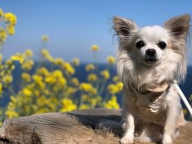 菜の花と海と青空と　チワワ「ハニ」、お出かけ先で記念の一枚