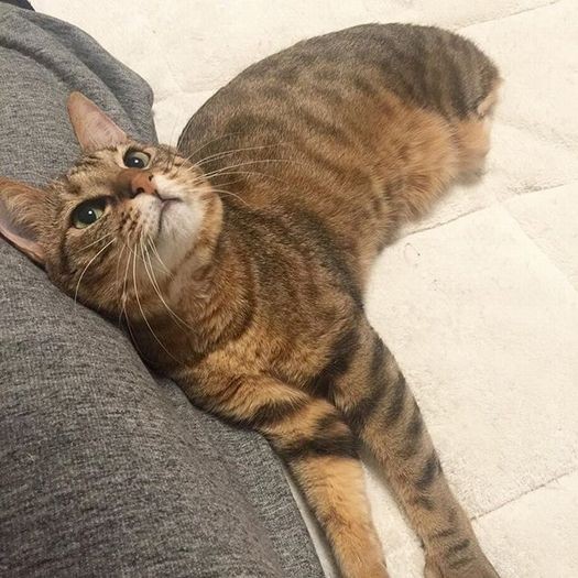 猫白血病の発症は2018年５月「信じたくない思いでいっぱい」