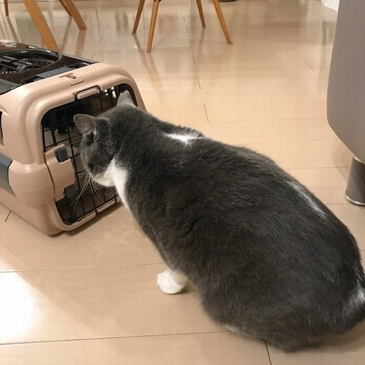 こぐまを迎えた時のくまお