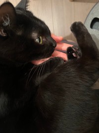 膝の上に乗って、手を枕にコテンと寝るのが可愛いクロタくん（提供：punocoさん）