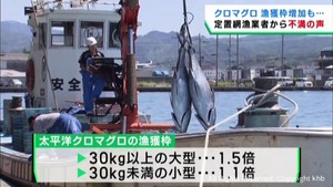 漁獲枠が増える見込みのクロマグロ　東北の漁業者からは不満の声も