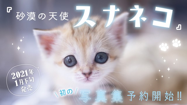 学研プラスから2021年1月発売「砂漠の天使　スナネコ」（学研ホールディングス提供）