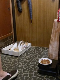 玄関で雨宿りをするみぃちゃん（画像提供：うにねこさん）