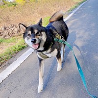 朝散歩中、ニコニコ笑顔のもち吉くん（画像提供：黒柴もち吉さん）