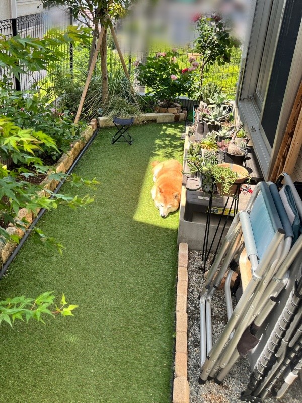 日向にジャストフィット！ 心地良さそうに眠るおとちゃん（画像提供：柴犬おとちゃん 6歳さん）