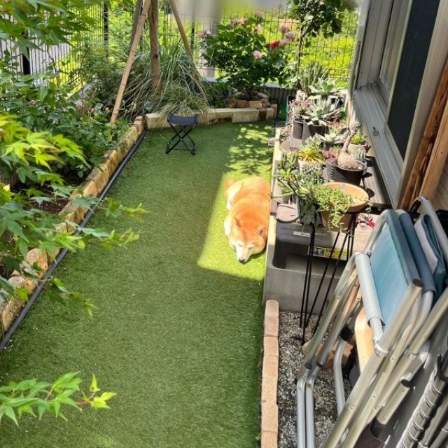 日向にジャストフィット！ 心地良さそうに眠るおとちゃん（画像提供：柴犬おとちゃん 6歳さん）