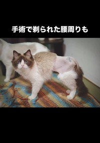 歩けるように！（「ねこから目線。」さん提供、Instagramよりキャプチャ撮影）