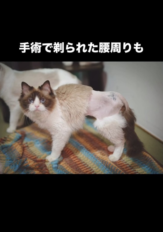歩けるように！（「ねこから目線。」さん提供、Instagramよりキャプチャ撮影）