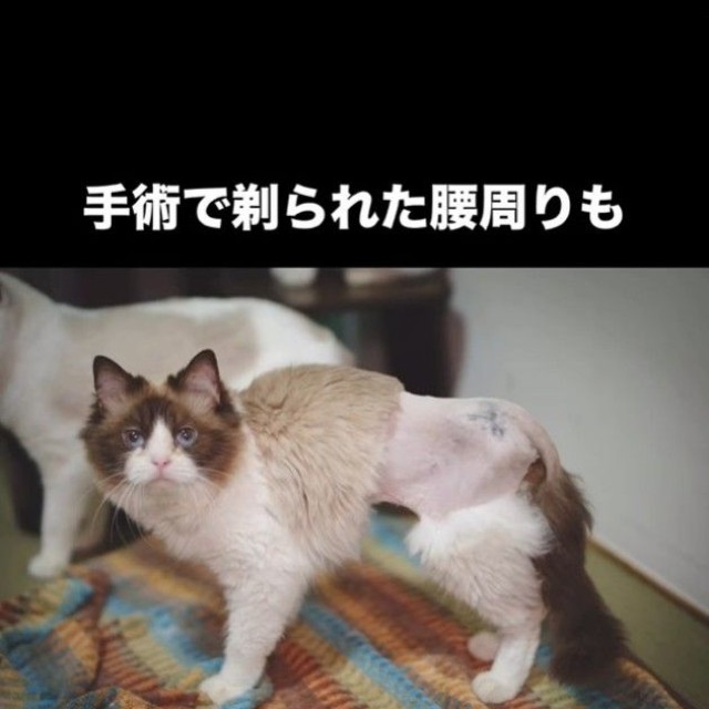 歩けるように！（「ねこから目線。」さん提供、Instagramよりキャプチャ撮影）