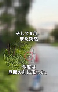 そして8月、また突然投稿者の旦那さんの前に現れた（「こたとつーちゃんと時々おたま」さん提供、Instagramよりキャプチャ撮影）