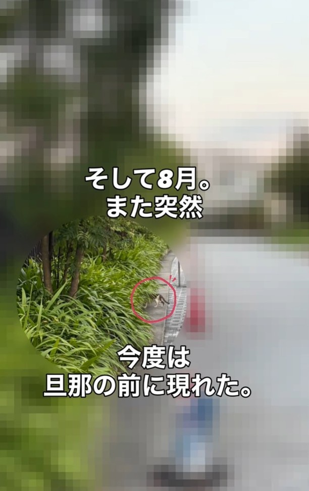 そして8月、また突然投稿者の旦那さんの前に現れた（「こたとつーちゃんと時々おたま」さん提供、Instagramよりキャプチャ撮影）